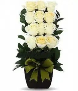 Escalonado con 12 rosas blancas