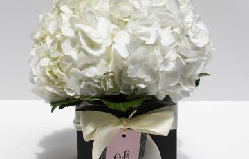 Hortensias todas ocasión