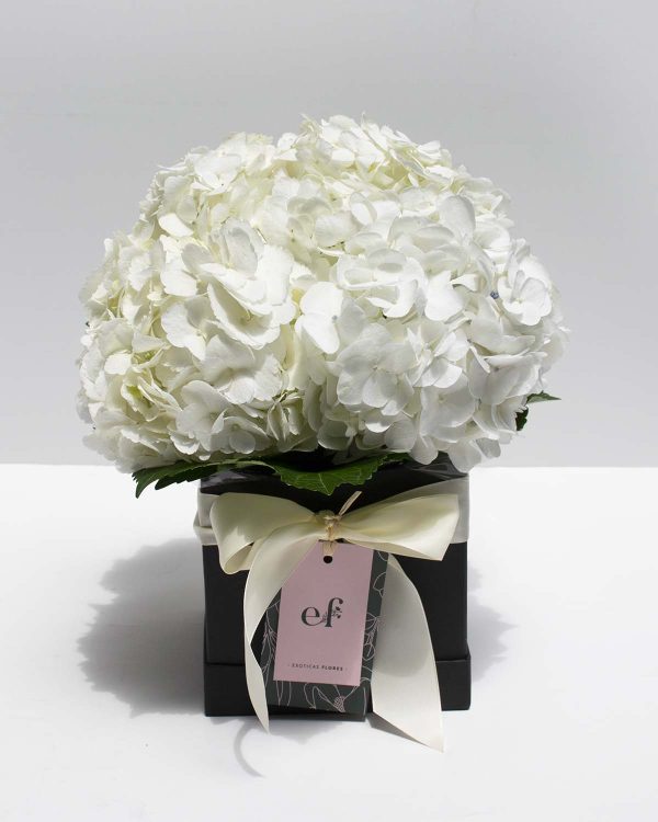Hortensias todas ocasión