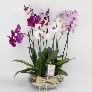 Arreglo de orquídeas Phalaenopsis – Exóticas Flores