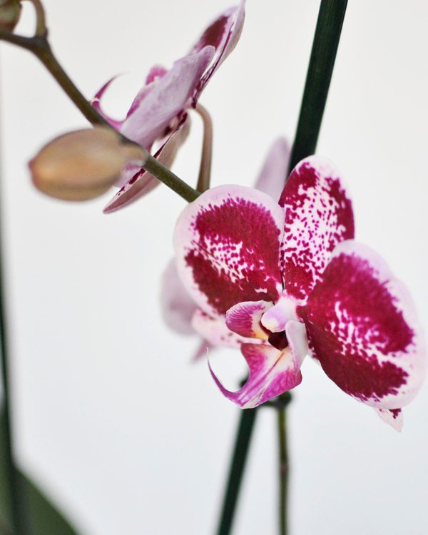 Planta de Orquídea Phanelopsis Altura aprox 50 cm a 70 cm