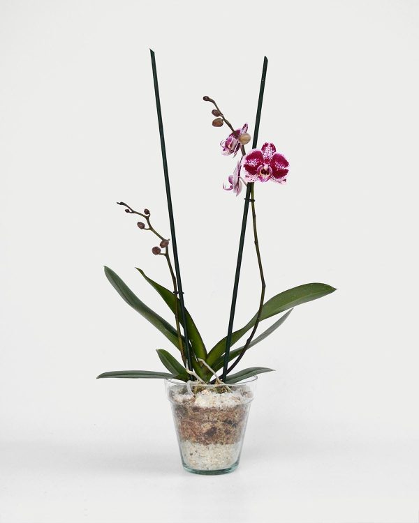 Planta de Orquídea Phanelopsis Altura aprox 50 cm a 70 cm