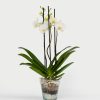 Planta de Orquidea Phanelopsis Doble