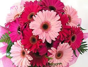 Ramo 15 gerberas