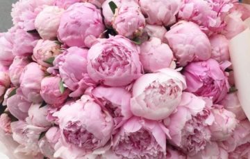 Ramo 50 Peonías Maravillosas – Exóticas Flores®