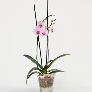 Suscripción Plantas de Orquideas Naturales