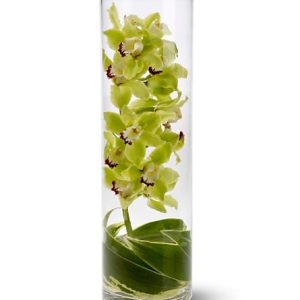 Transparencia de Orquídeas