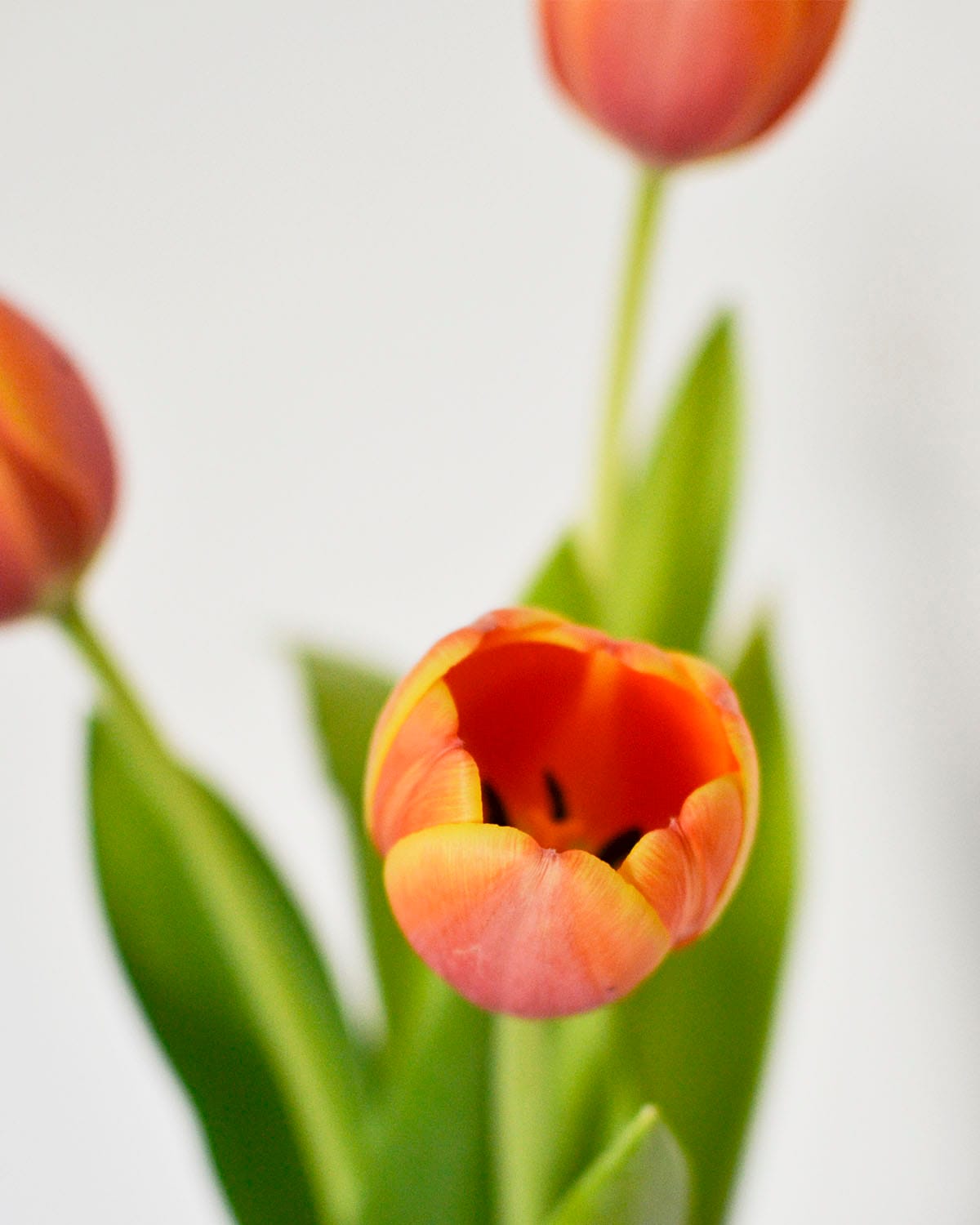 Tulipan para tu escritorio